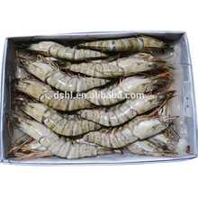 HL002 best quality largest fresh shrimp